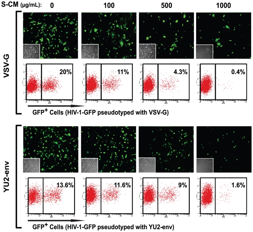 Intestinal S-CM blocks replication of VSV-G and YU2 env pseudotyped virus.
