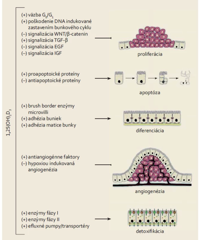 Účinky vitamínu D (1,25(OH)<sub>2</sub>D<sub>3</sub>) na bunky kolorektálneho karcinómu.
Fig. 5. Effects of vitamin D (1,25(OH)<sub>2</sub>D<sub>3</sub>) on colorectal cancer cells.