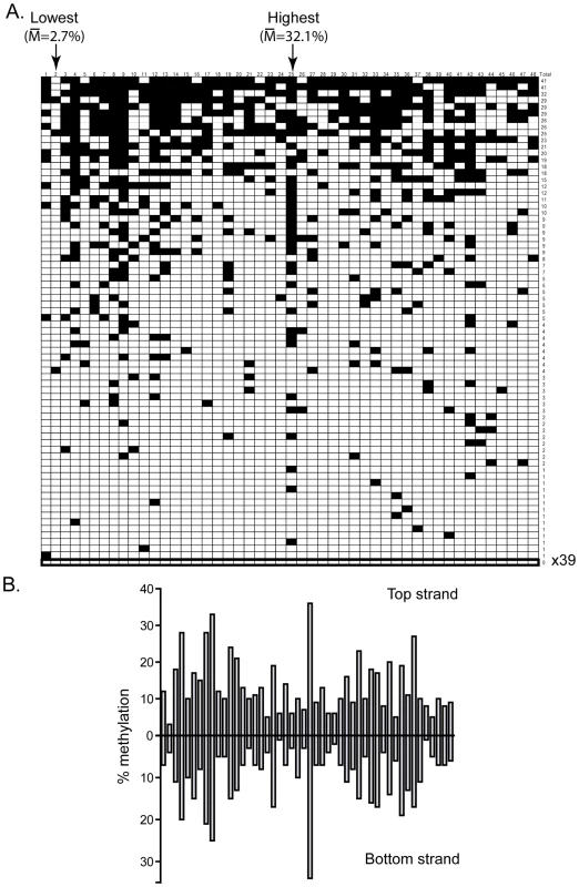 DNMT3B shows significant sequence preference distinct from DNMT3A.