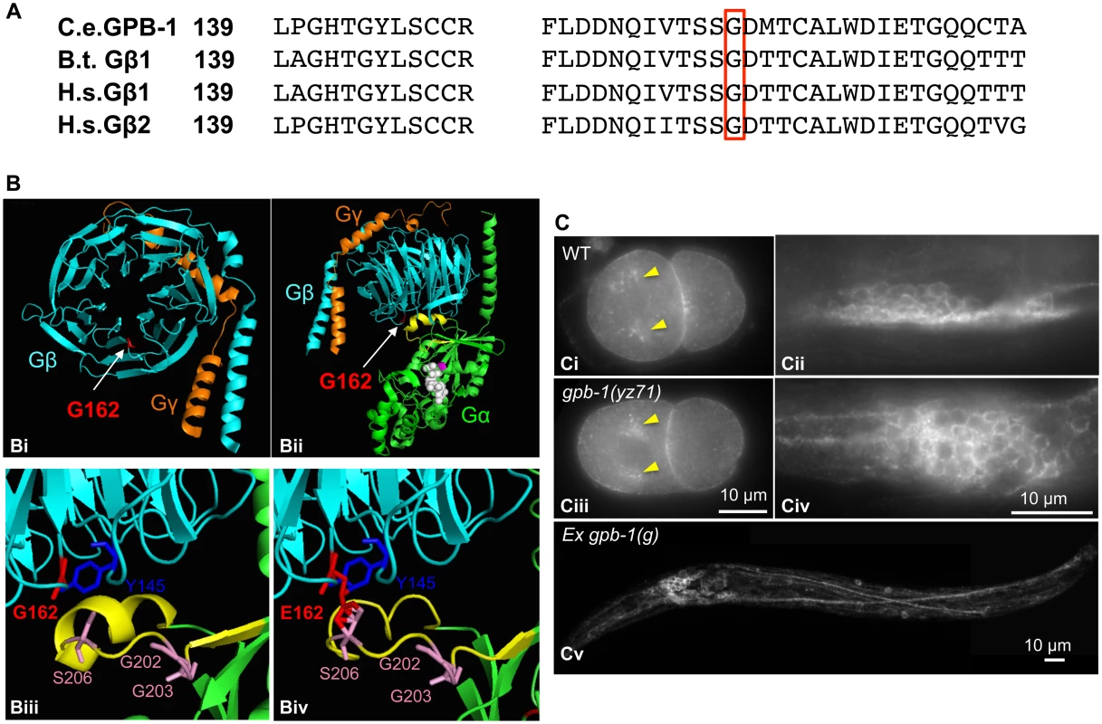 G162E occurs at the Gβ surface that binds to Gα switch II helix and Gβ effectors.