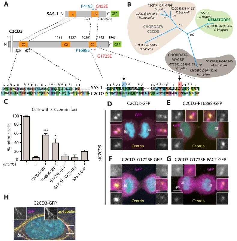 The human SAS-1 homolog C2CD3 is impaired by mutations important for SAS-1 function.