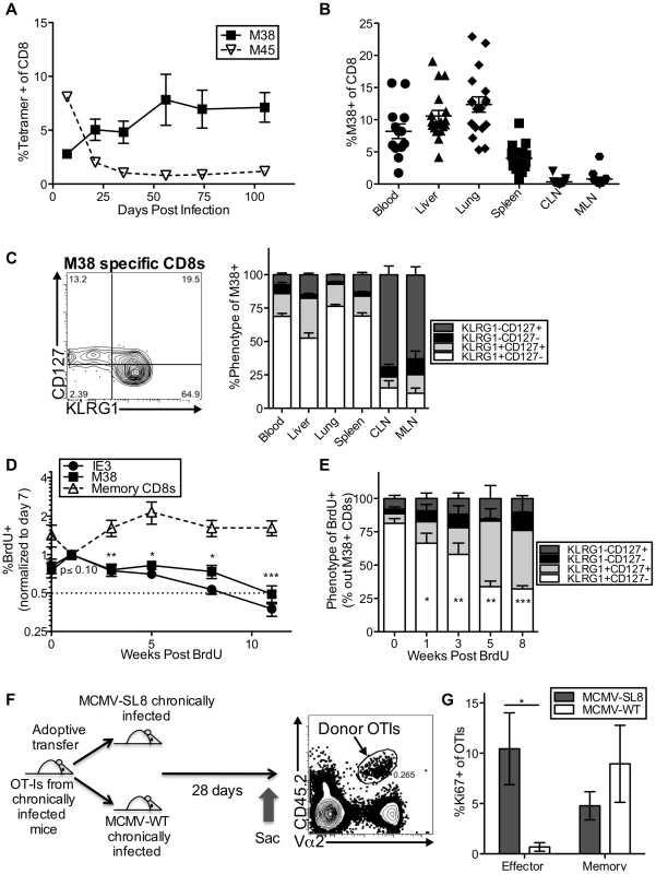 Effector-phenotype CD8s turnover continuously and undergo antigen-dependent division during MCMV-induced memory inflation.