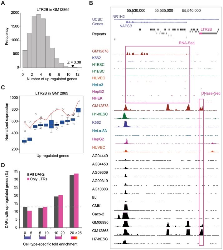 Cell type–specific expression of DAR–associated genes.