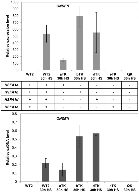 Heat shock factors are necessary for <i>ONSEN</i> activation by heat stress.