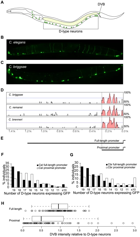 Conserved portions of <i>unc-47</i> promoters direct spatially correct, but not robust, expression.