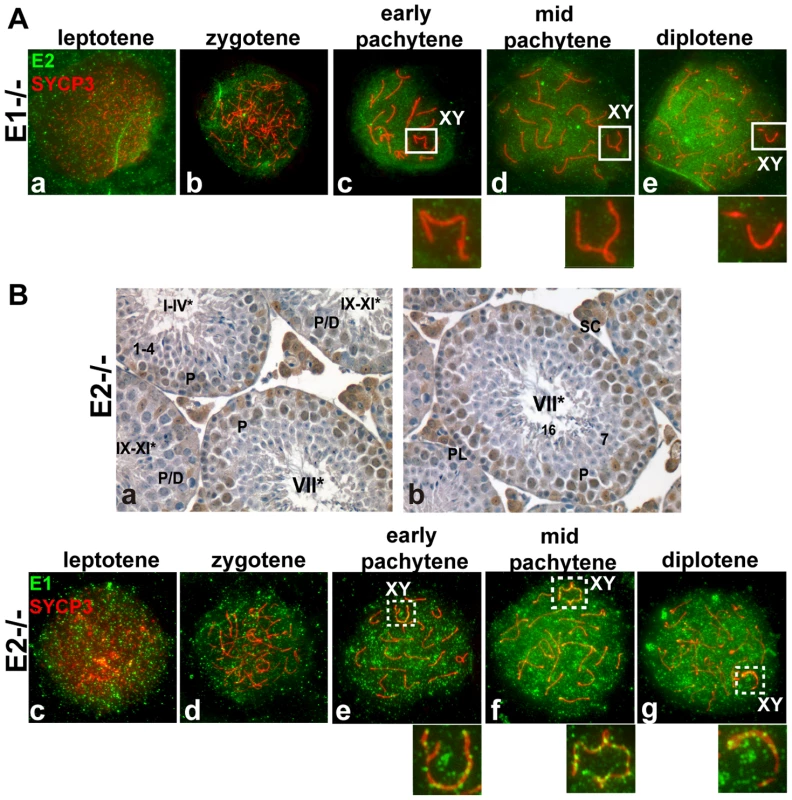 E1 levels and temporal pattern of expression are significantly altered in <i>E1+/+E2−/−</i> spermatocytes.