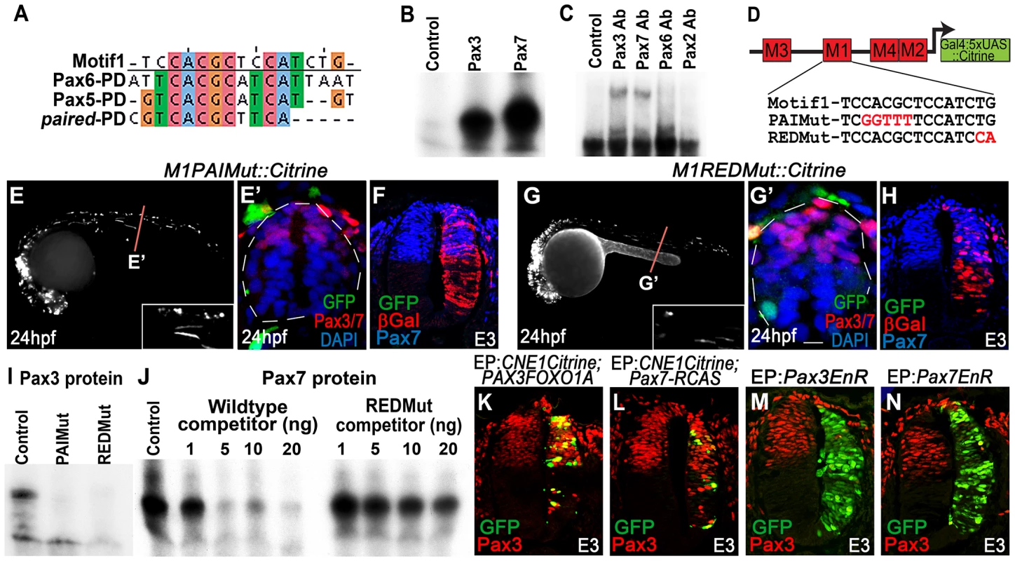 CNE1 mediates direct autoregulation and positive feedback via a paired domain binding site.