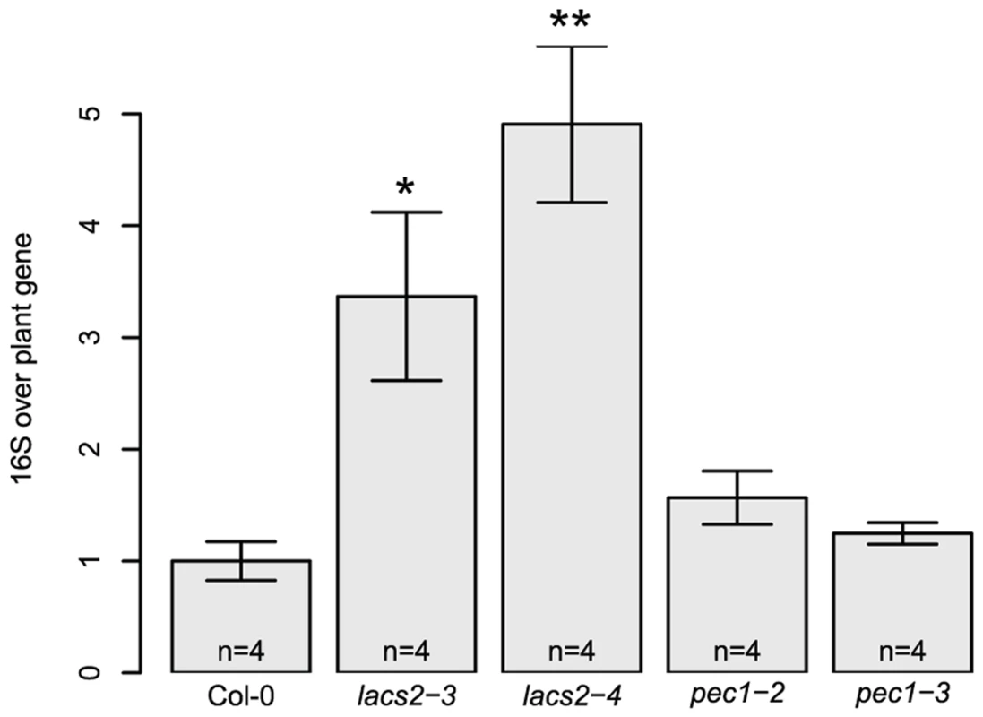 Higher 16S rRNA gene copy numbers were found for the lacs2 mutant compared to the wild-type plants.