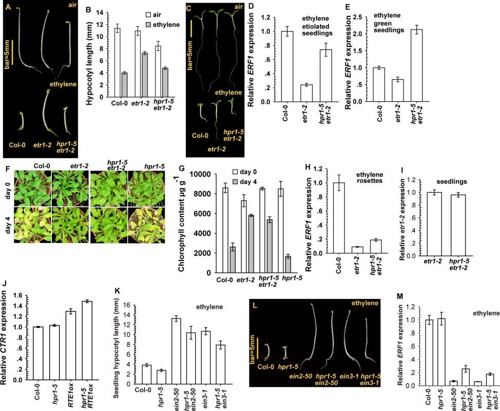 The <i>hpr1–5</i> allele suppressed <i>etr1–2</i> ethylene insensitivity at the seedling stage.
