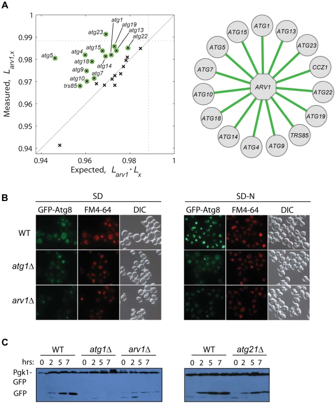 Functional link between autophagy and Arv1 underlies CLS.