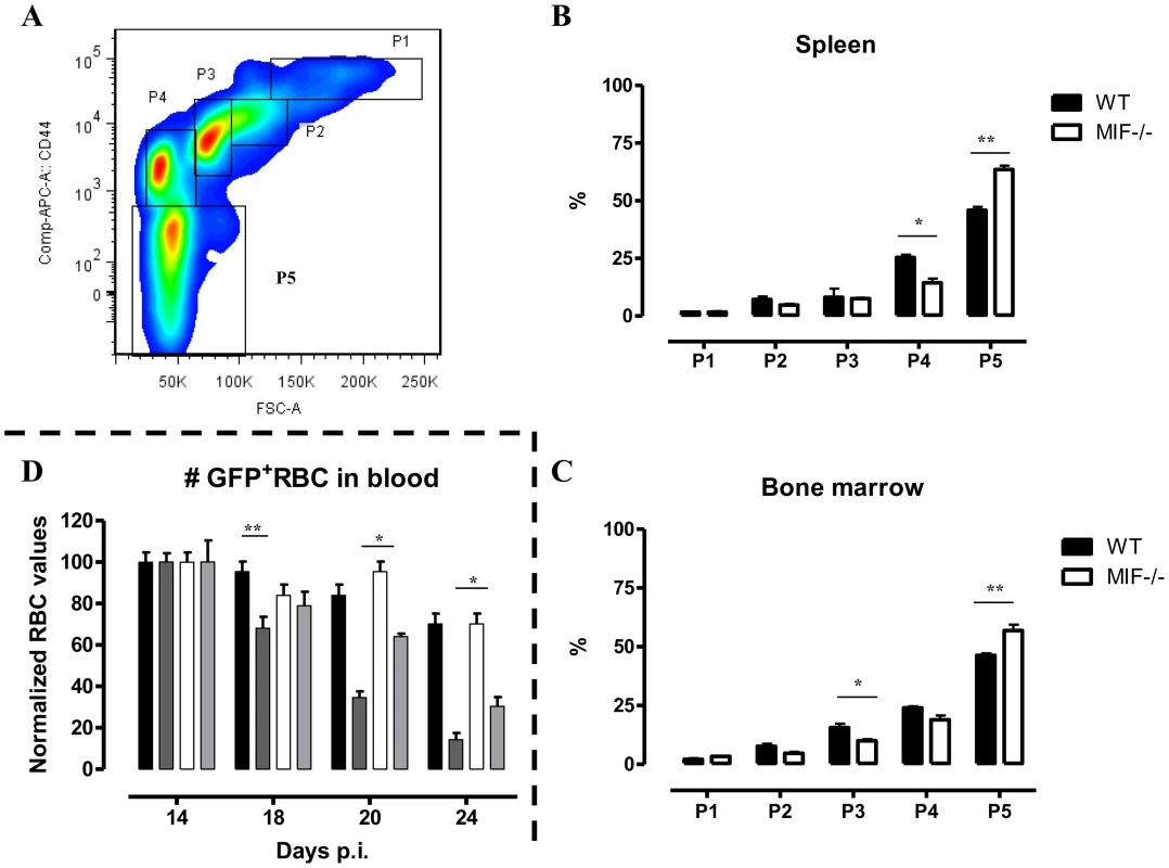 MIF deficiency correlates with enhanced terminal RBC differentiation and reduced RBC clearance during <i>T. brucei</i> infection.