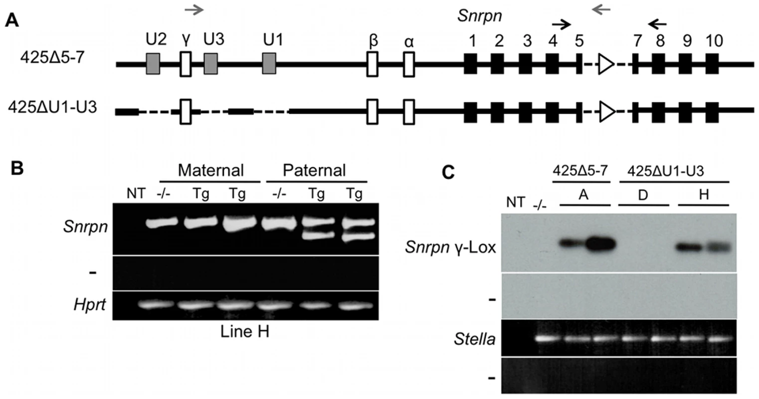 Expression analysis of the imprinted 425ΔU1-U3H transgene.