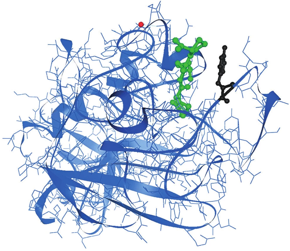 Krystalografická struktura γC domény s GPRP peptidem navázaným v polymeračním místě „a“ γ Tyr363 (černě) je součástí polymerační prohlubně „a“ γC domény.