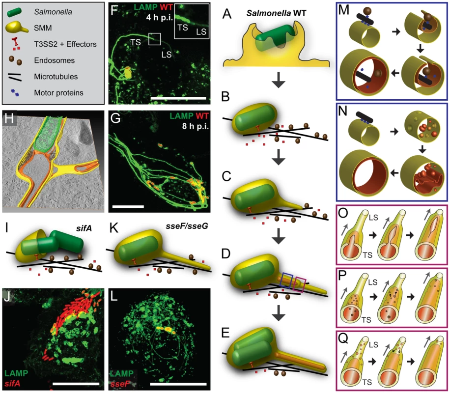 Models for the biogenesis of SIF.