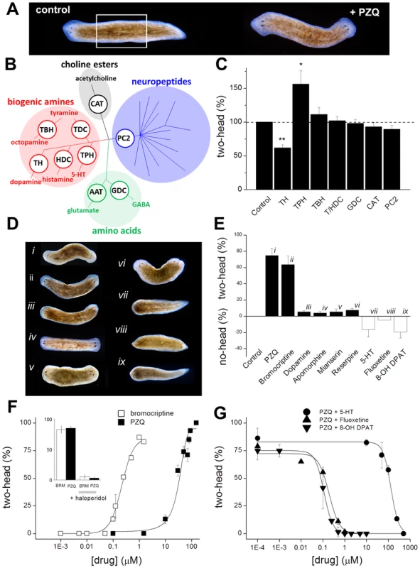 Biogenic amines differentially modulate PZQ evoked bipolarity.