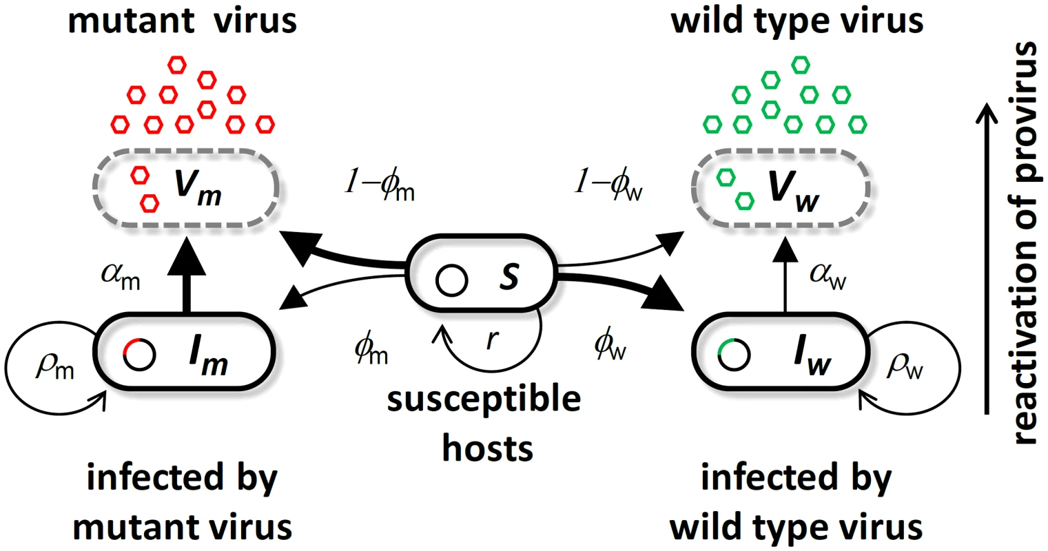 Schematic representation of the bacteriophage λ life cycle.