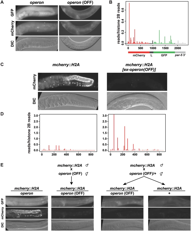 Tertiary 22G-RNAs mediate paramutation.