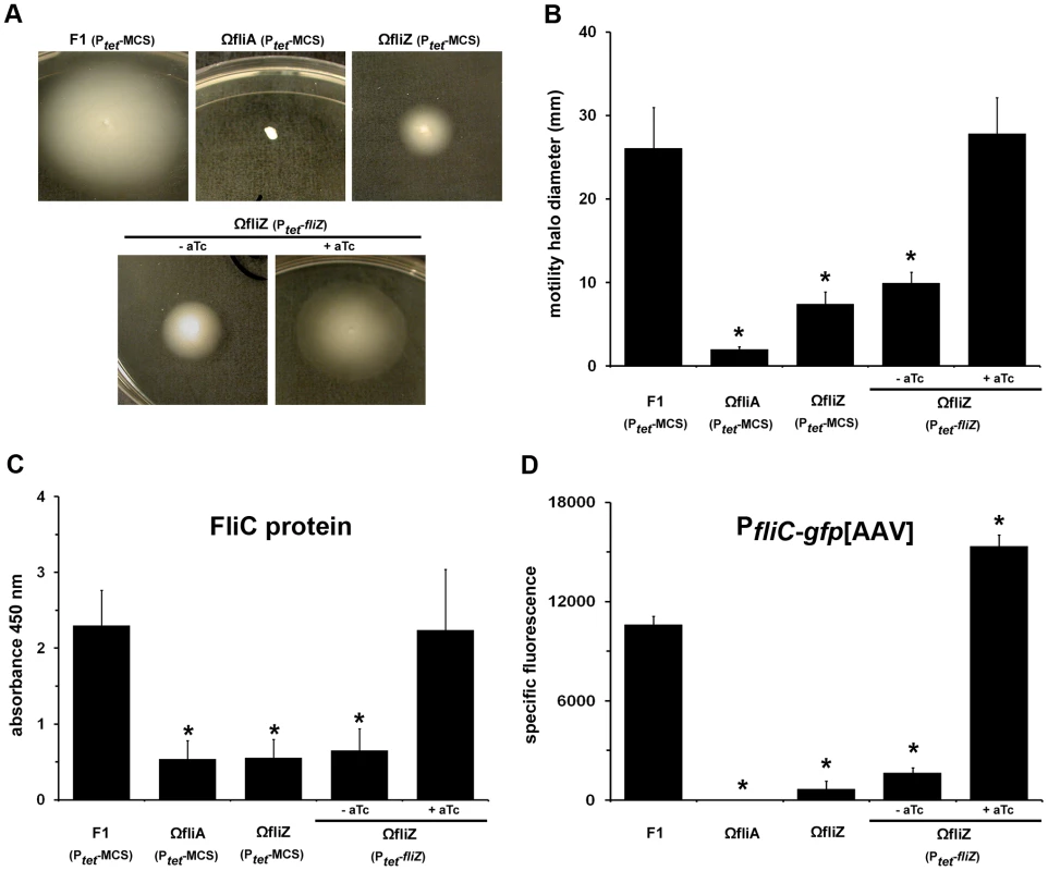 FliZ controls flagellin gene expression and motility phenotype in <i>Xenorhabdus</i>.