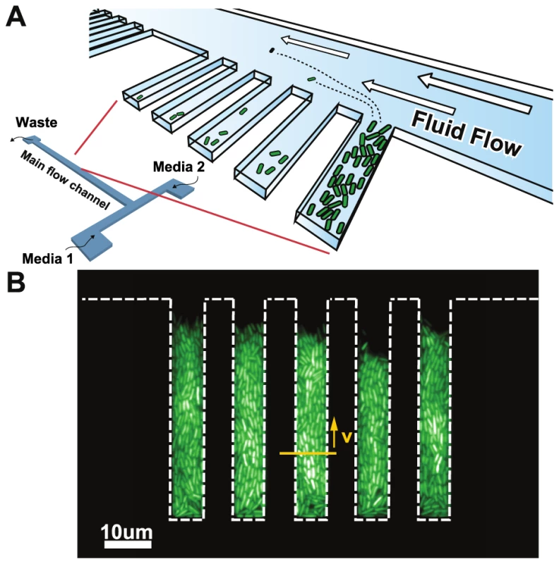 Chemoflux device for growth rate measurement in changing environments.
