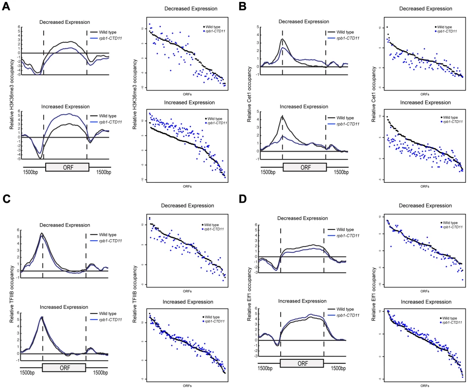 The RNAPII CTD was critical for the association of transcription related factors.