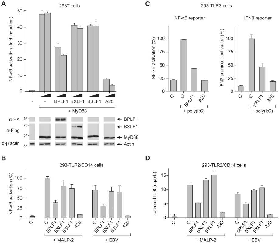 BPLF1 interferes with TLR-mediated NF-κB activation.