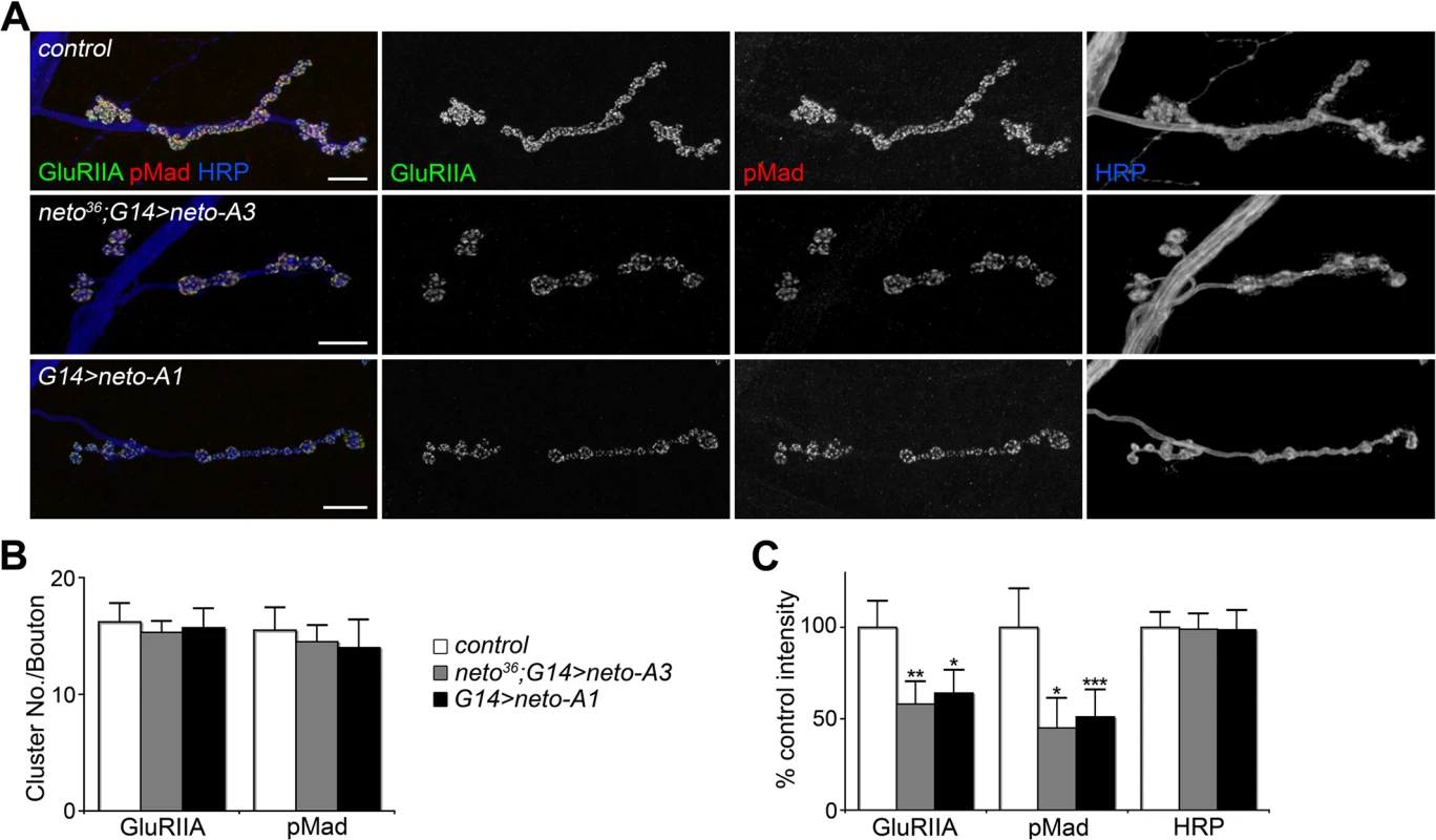 High Neto levels affect the BMP signaling.