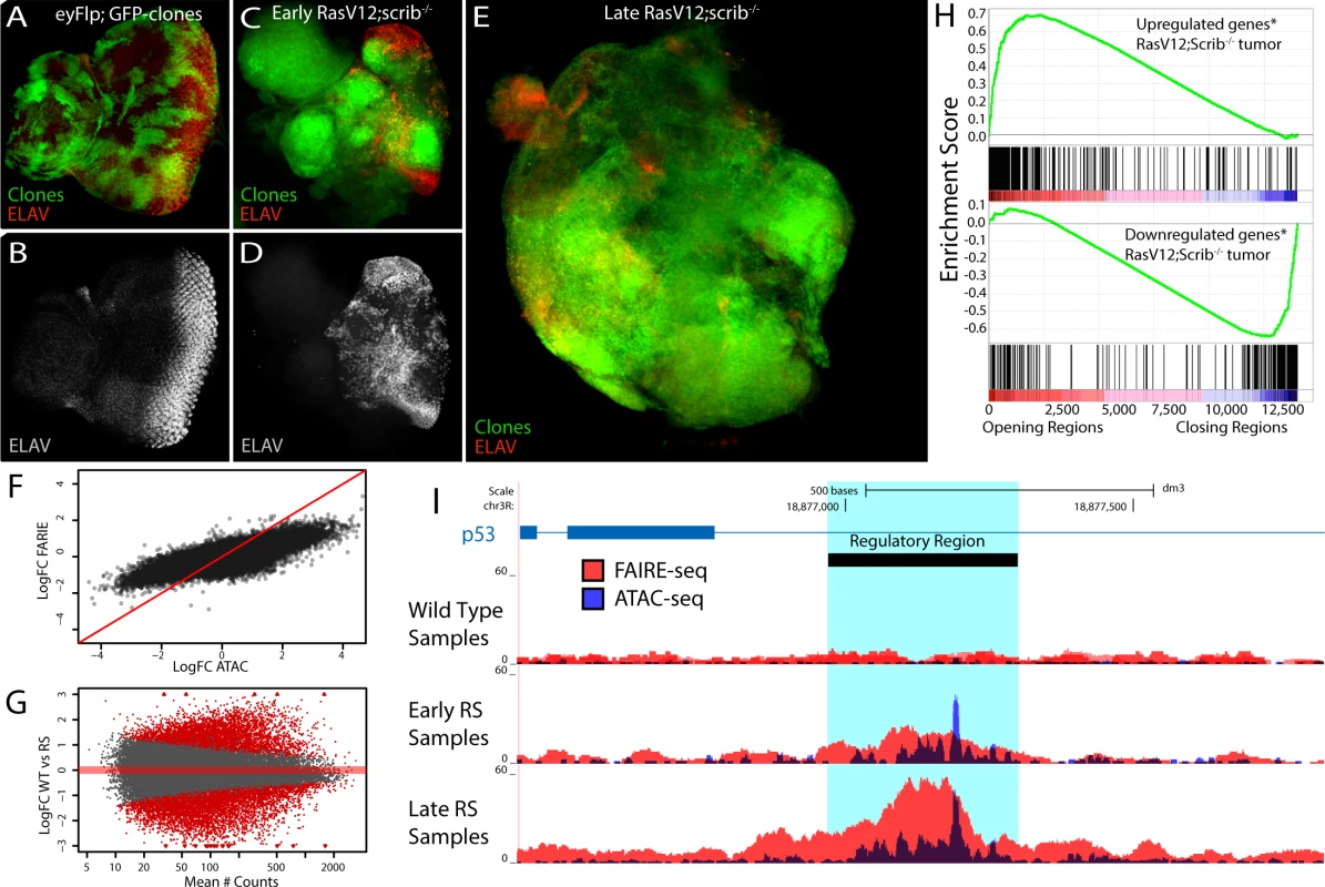 The tumor chromatin landscape.