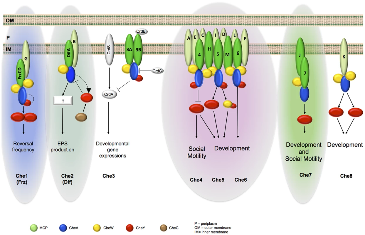 Schematic organization of <i>M. xanthus</i> Che modules as depicted from phylogenetic, cell biology and protein interaction analyses.