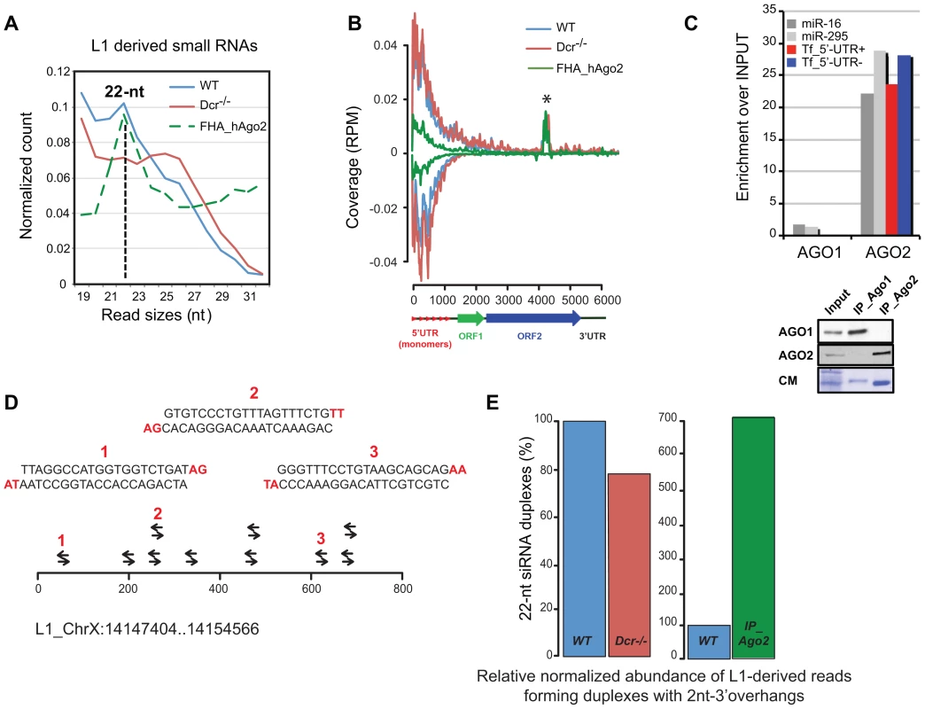 L1 sRNAs are partially produced by DCR and 22-nt L1-sRNAs loaded into AGO2.