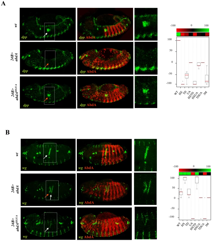 Protein domain mutations inducing neomorphic activities.