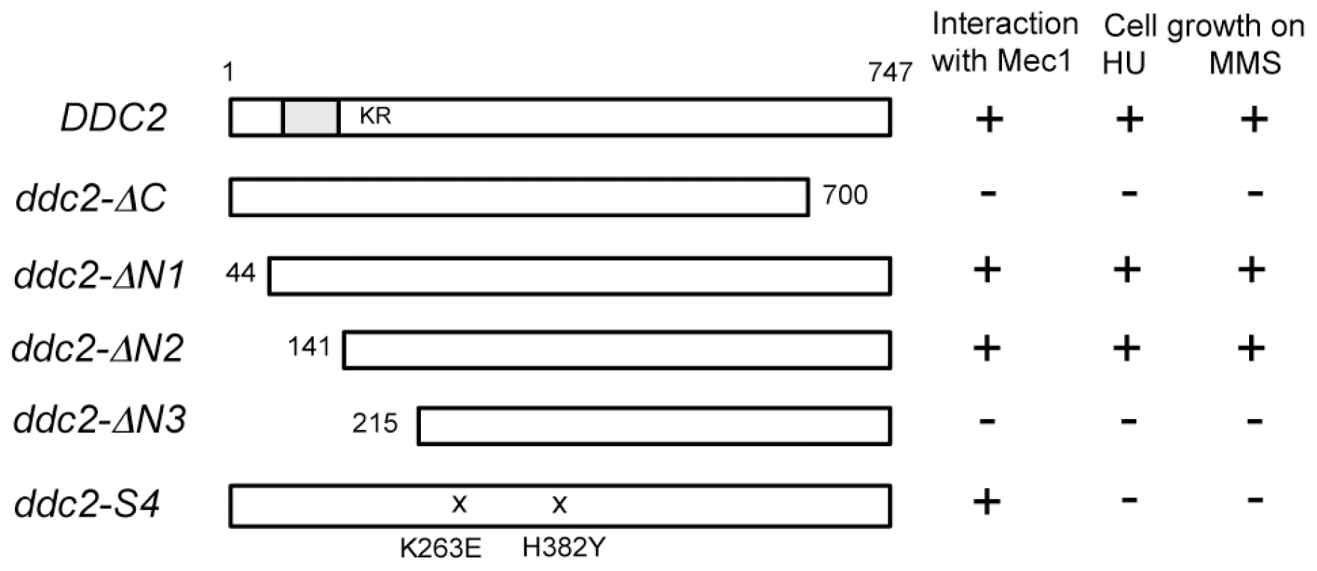 Identification of the Ddc2 region required for Mec1 interaction and DNA damage response using the modified two-hybrid assay.