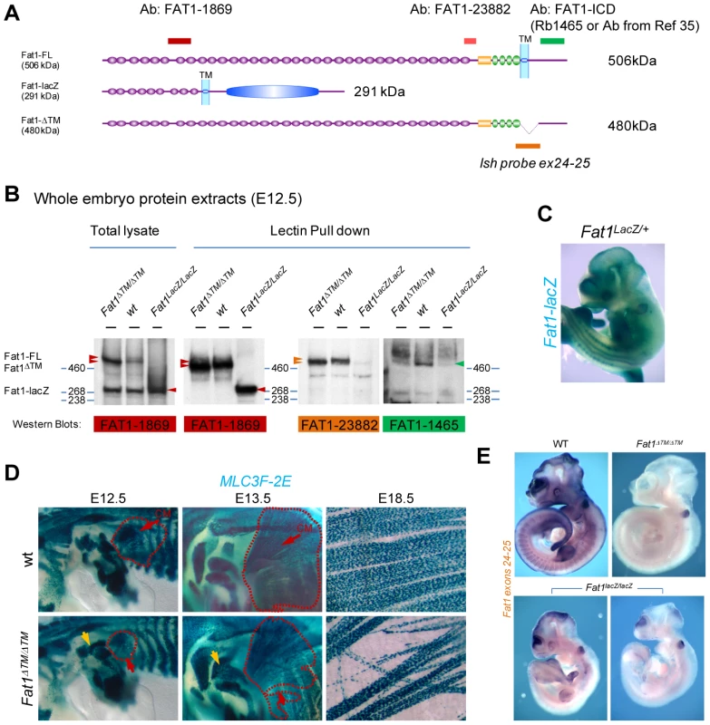 The transmembrane domain of FAT1 is required to polarize muscle migration.