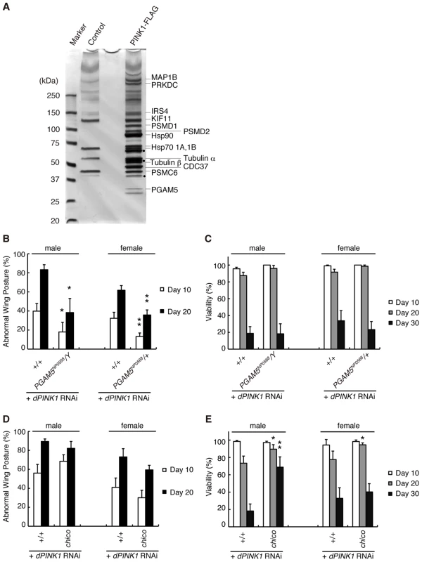 Identification of PINK1-binding proteins that modulate the phenotypes of <i>dPINK1</i> knockdown fly.