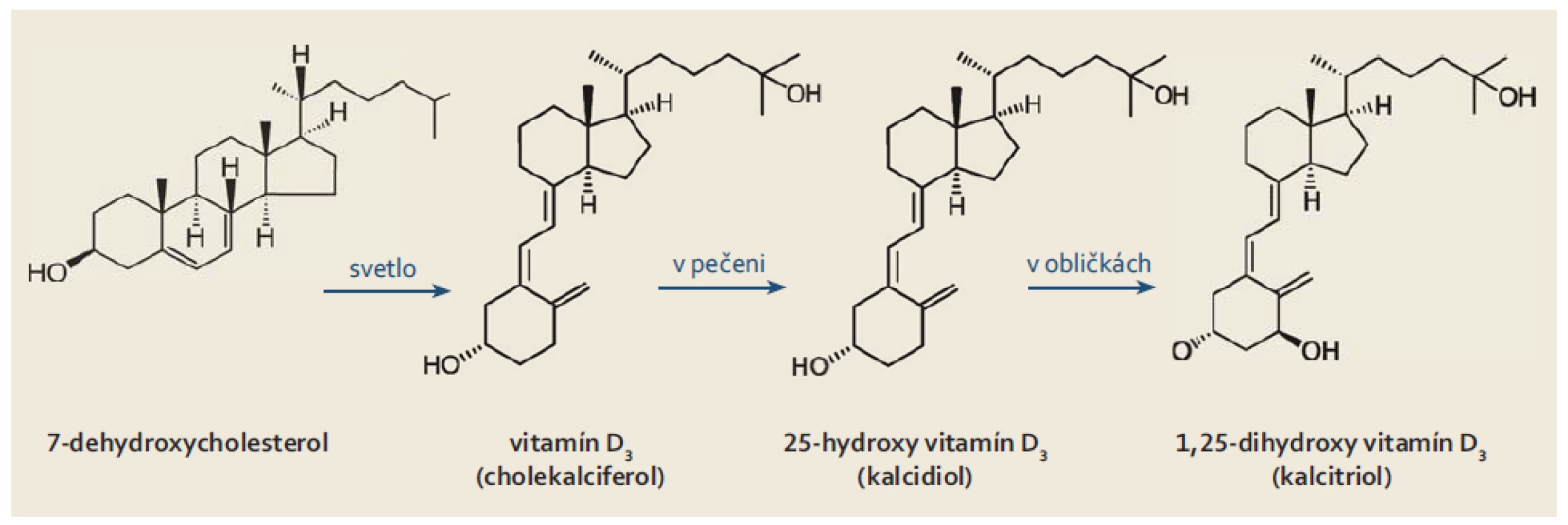Metabolické zmeny vitamínu D – syntéza vitamínu D<sub>3</sub> a jeho konverzia na aktívnu formu kalcitriol.
Fig. 1. Metabolic changes of vitamin D – synthesis of vitamin D<sub>3</sub> and its conversion to the active form calcitriol.