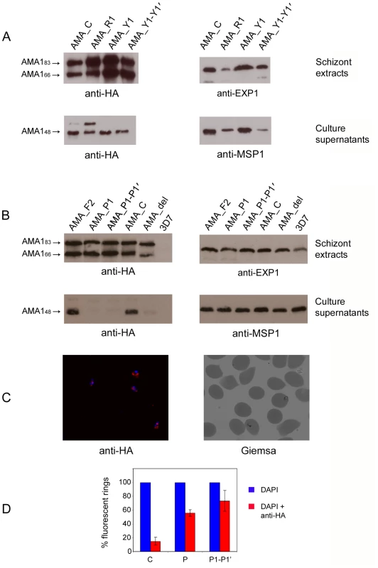 Radical mutagenesis of the cleavage site prevents PfSUB2-mediated shedding of PfAMA1.
