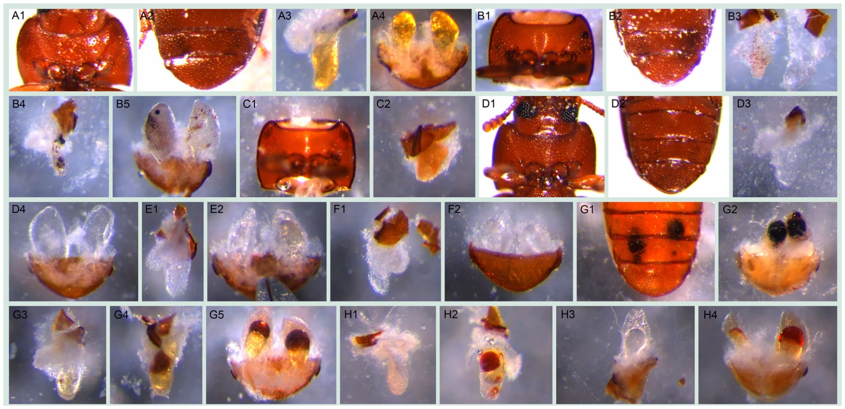 Visible morphological gland phenotypes after RNAi.