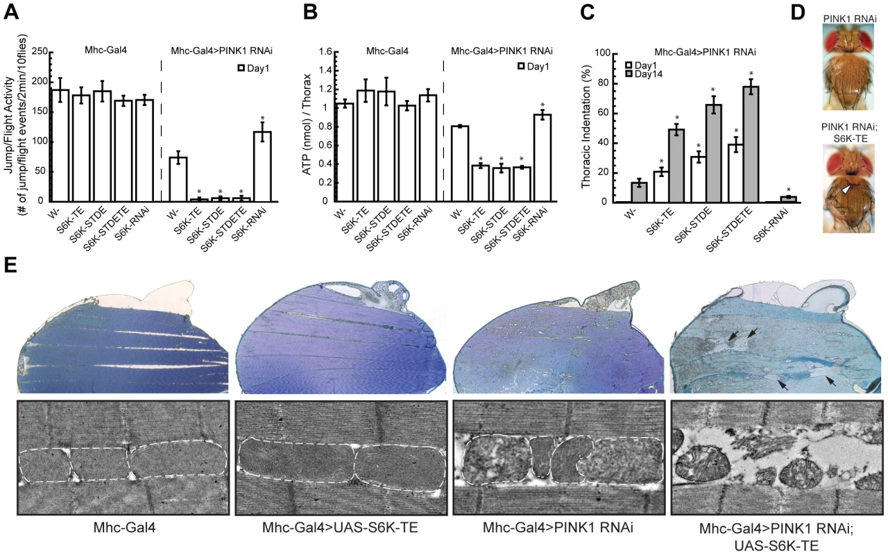 Overexpression or knockdown of S6K strongly modifies <i>PINK1</i> RNAi phenotypes in the muscle.