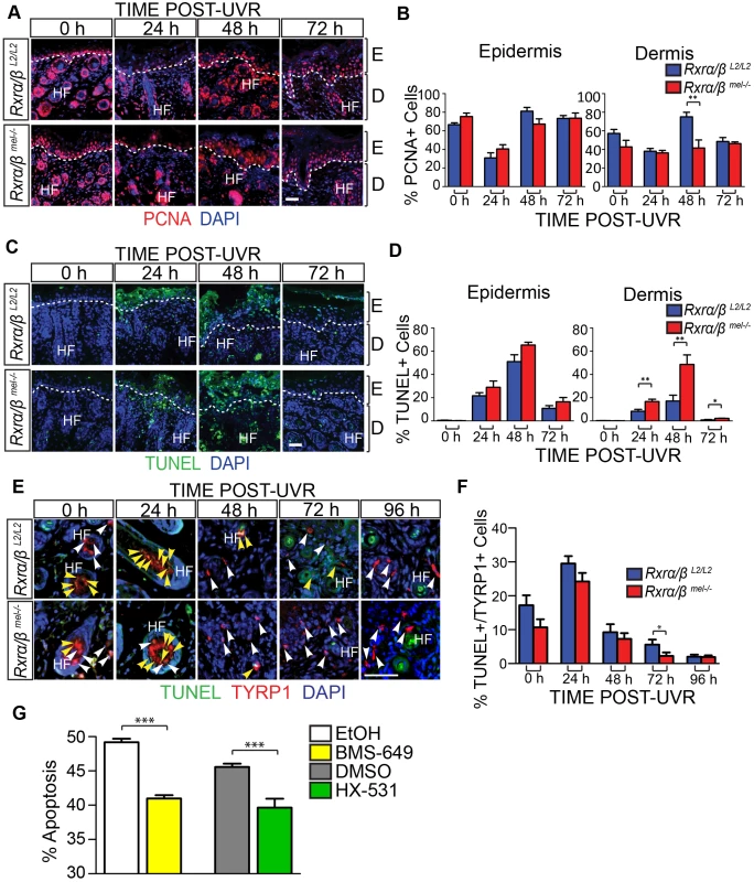 Loss of melanocytic RXRs α and β results in contrasting changes in cell survival in dermal skin cells and melanocytes following UV radiation.