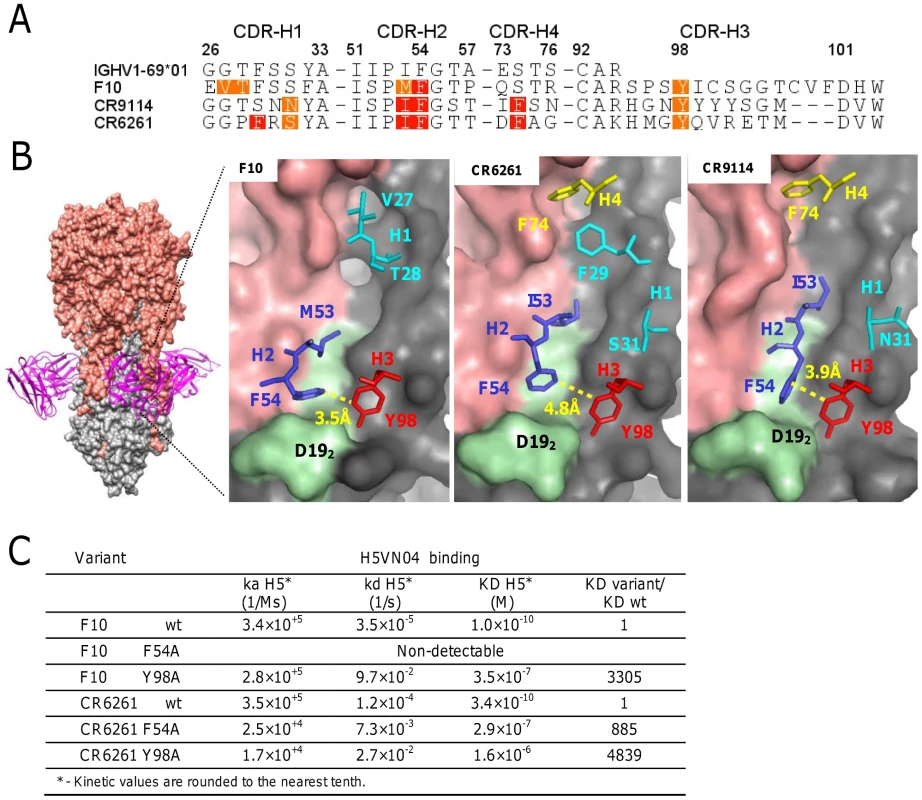 The structural basis of HV1-69-sBnAb similarity.