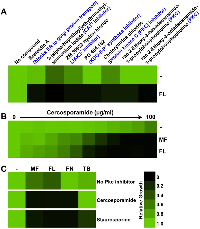 Pharmacological inhibition of PKC signaling enhances the efficacy of antifungal drugs targeting the cell membrane.