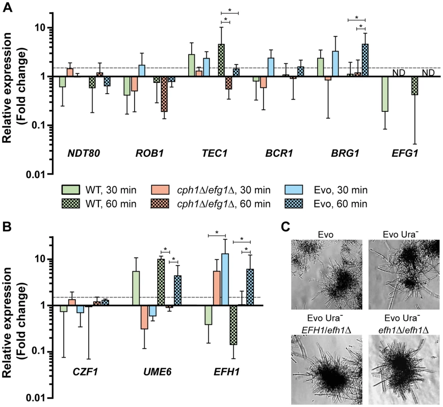 Expression of transcription factors under filament-inducing conditions.