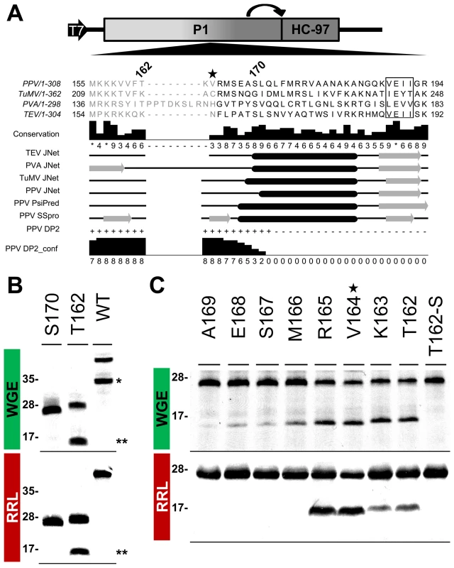 Mapping of P1 minimal protease domain and assessment of cleavage activity in eukaryotic translation systems.