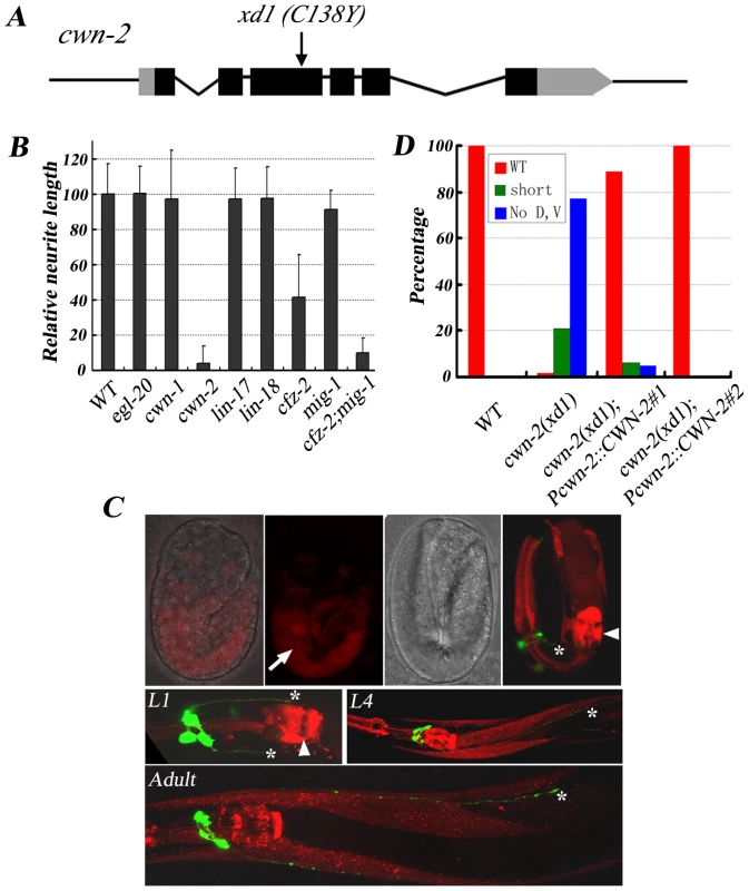 <i>cwn-2</i> regulates RMED/V neurite A/P outgrowth.