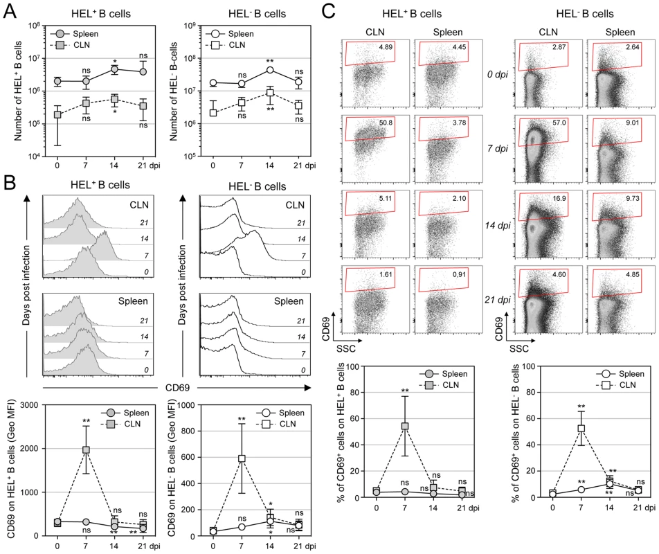 Proliferation and transient activation of total B cells.