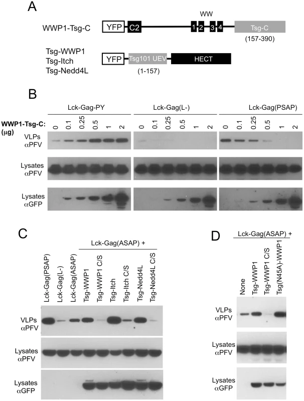 Exchange of functional domains in L-domain cofactors.