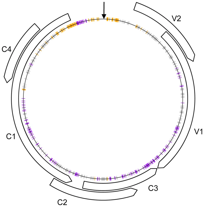 Schematic representation of the recombinant genomes indicating nucleotide positions at which more than expected <i>Tomato yellow leaf curl virus</i> (TYX; orange) or <i>Tomato leaf curl Comoros virus</i> (TOX; purple) derived nucleotides are found (<i>p</i>-value<0.001) under the assumption of random recombination.
