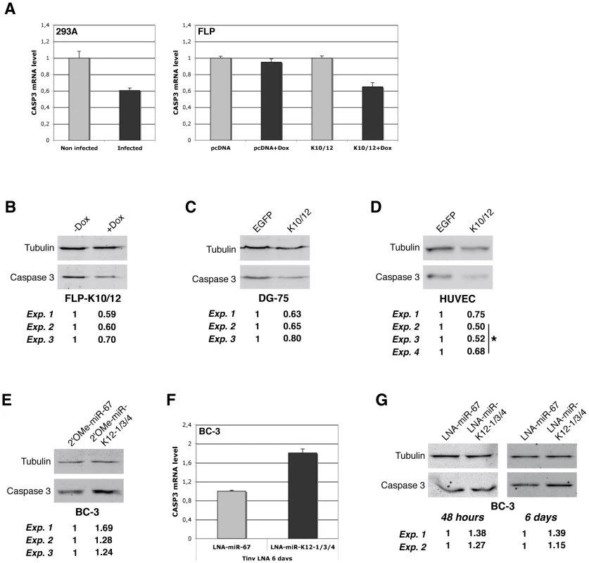 Endogenous Casp3 is regulated by KSHV miRNAs in different cell lines.