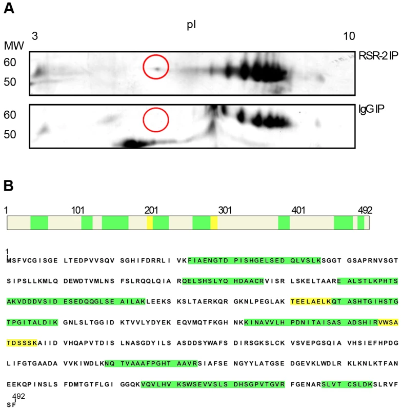 RSR-2 interacts with PRP-19.