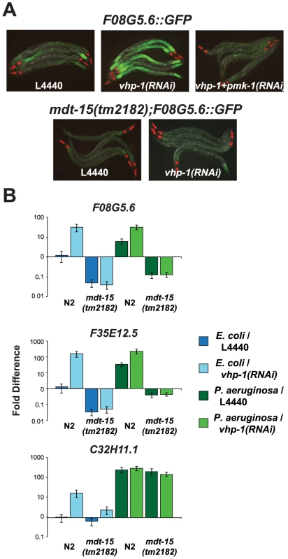 The Mediator subunit MDT-15 acts downstream of the p38 MAP kinase PMK-1 to regulate the induction of <i>F08G5.6</i> and <i>F35E12.5</i>.