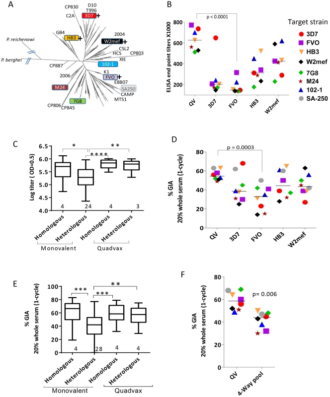AMA1 sequence diversity and allelic coverage of four monovalent vaccines as compared to the QV.
